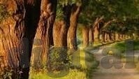 青青草视频成人vip号-青青草视频，成人娱乐的虚拟乐园